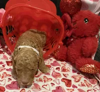 White collar, a male Goldendoodle for sale in Jamestown, PA – Photo 1 of 2