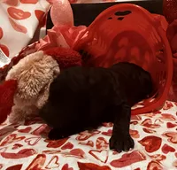 No collar female, a female Goldendoodle for sale in Jamestown, PA – Photo 1 of 2