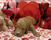 Red collar, a male Goldendoodle for sale in Jamestown, PA – Photo 1 of 3