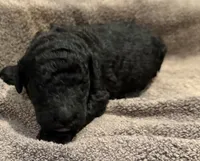 Lime green, a male Goldendoodle for sale in Jamestown, PA – Photo 2 of 3