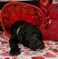 Lime green, a male Goldendoodle for sale in Jamestown, PA – Photo 3 of 3
