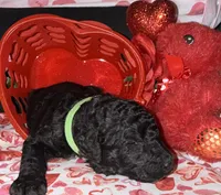 Lime green, a male Goldendoodle for sale in Jamestown, PA – Photo 1 of 3