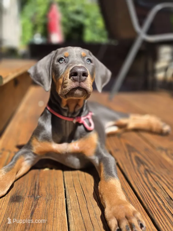 Sassafrass – Doberman Pinscher puppy for sale in Mount Pocono, PA