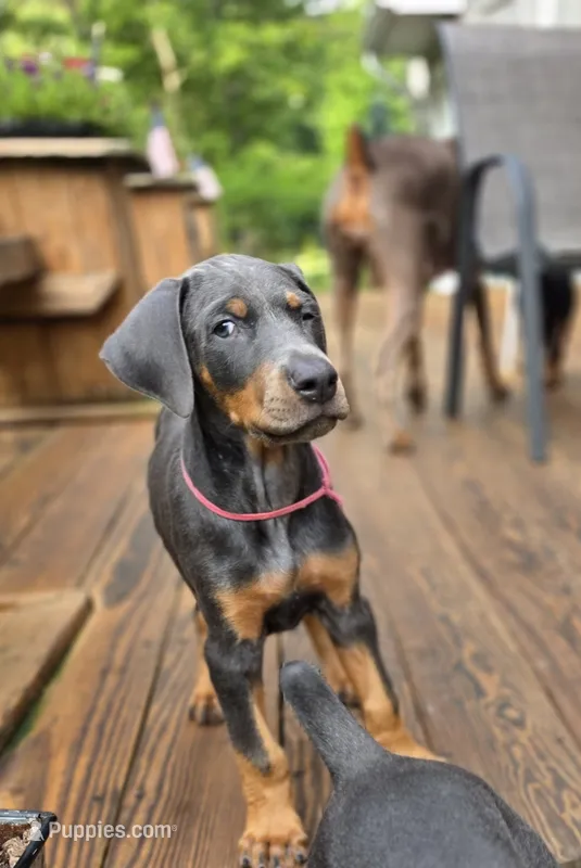 Sassafrass – Doberman Pinscher puppy for sale in Mount Pocono, PA