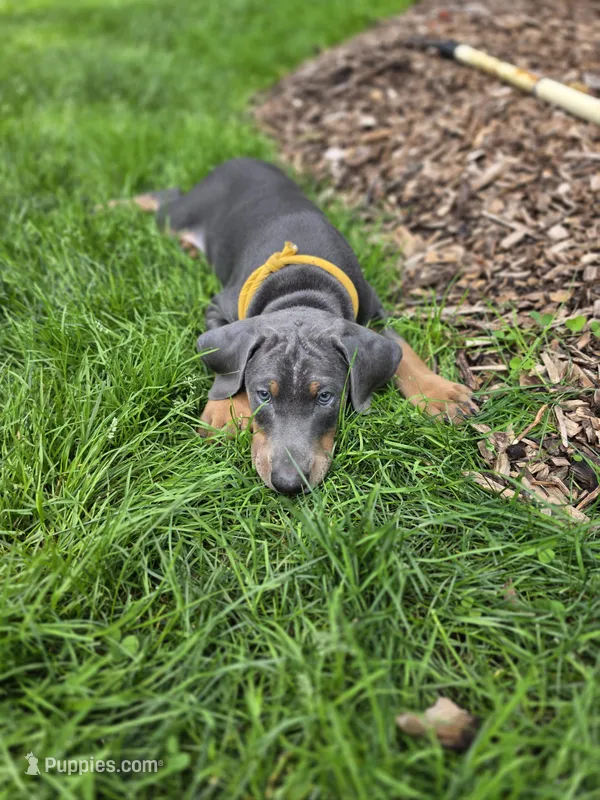 Edna – Doberman Pinscher puppy for sale in Mount Pocono, PA