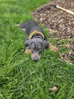 Edna, a female Doberman Pinscher for sale in Mount Pocono, PA – 1 of 2