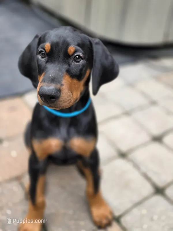Olive – Doberman Pinscher puppy for sale in Mount Pocono, PA