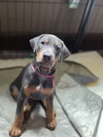 Sassafrass, a female Doberman Pinscher for sale in Mount Pocono, PA – 1 of 2