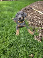 Edna, a female Doberman Pinscher for sale in Mount Pocono, PA – 2 of 2