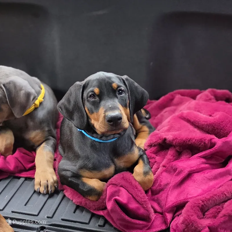 Olive – Doberman Pinscher puppy for sale in Mount Pocono, PA