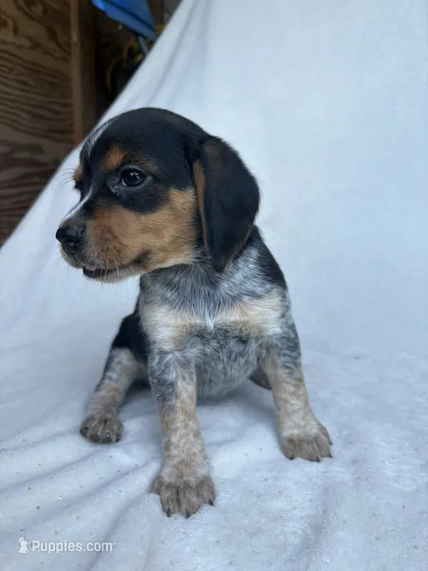 Penny – Beagle puppy for sale in Salt Lick, KY