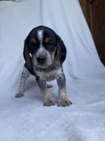 Jenny, a female Beagle for sale in Salt Lick, KY – 2 of 3