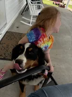 London, a female Bernese Mountain Dog for sale in Salt Lick, KY – 2 of 3