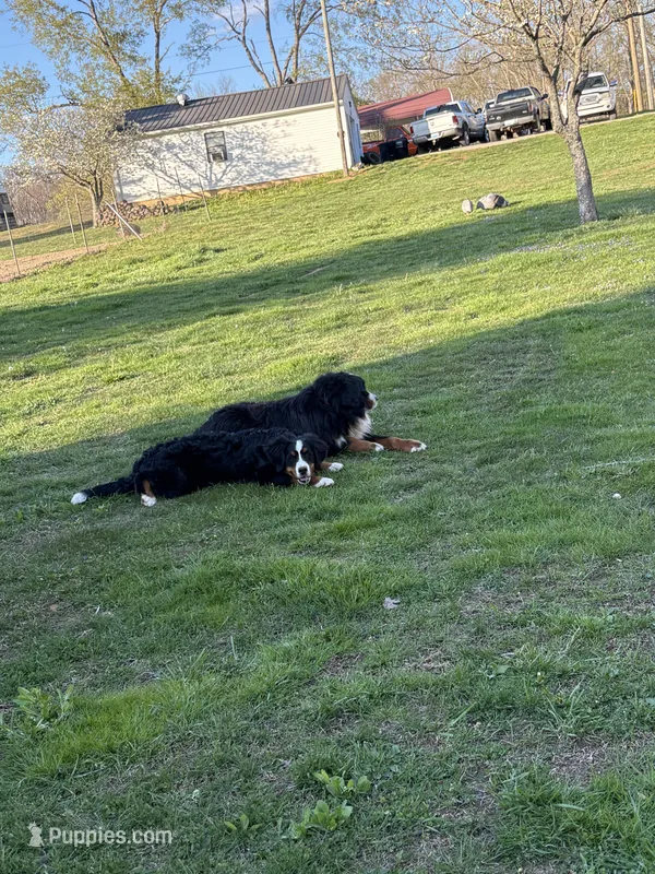 London – Bernese Mountain Dog puppy on hold in Salt Lick, KY