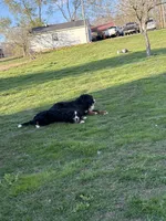 London, a female Bernese Mountain Dog for sale in Salt Lick, KY – 1 of 3