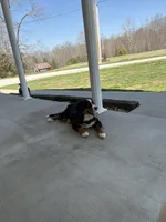 London, a female Bernese Mountain Dog for sale in Salt Lick, KY – 3 of 3