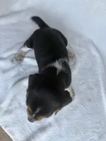 Penny, a female Beagle for sale in Salt Lick, KY – 2 of 3