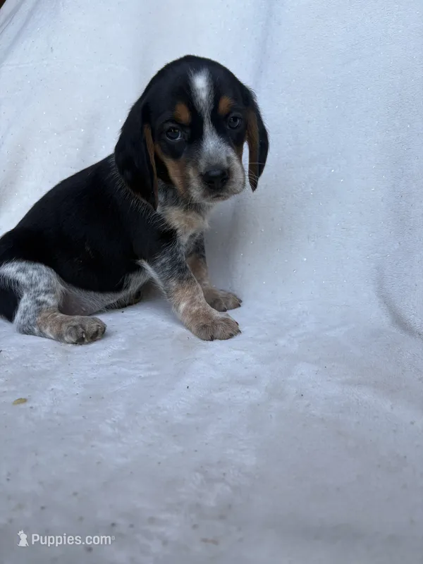 Jenny – Beagle puppy for sale in Salt Lick, KY
