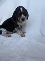 Jenny, a female Beagle for sale in Salt Lick, KY – 1 of 3