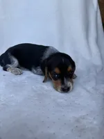Henny, a female Beagle for sale in Salt Lick, KY – 3 of 3