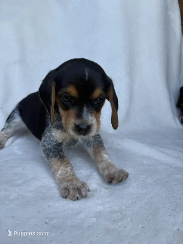 Henny – Beagle puppy for sale in Salt Lick, KY