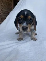 Penny, a female Beagle for sale in Salt Lick, KY – 3 of 3