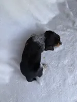 Henny, a female Beagle for sale in Salt Lick, KY – 2 of 3