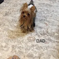 Teacup Yorkie Charming Charlie, a male Yorkshire Terrier for sale in Greensboro, NC – Photo 4 of 4