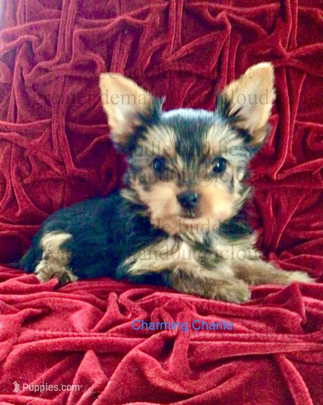 Teacup Yorkie Charming Charlie