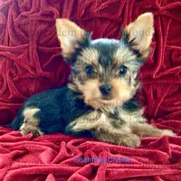 Teacup Yorkie Charming Charlie, a male Yorkshire Terrier for sale in Greensboro, NC – Photo 1 of 4