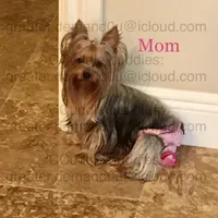 Teacup Yorkie Charming Charlie, a male Yorkshire Terrier for sale in Greensboro, NC – Photo 3 of 4