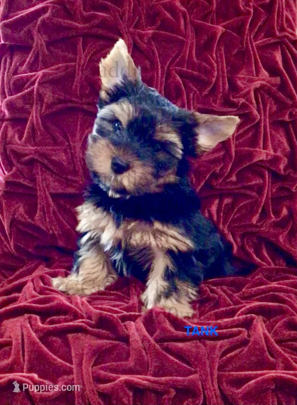 TANK “the teapot Yorkie” – Yorkshire Terrier puppy for sale in Greensboro, NC