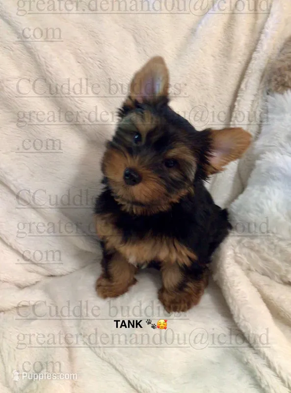 TANK “the teapot Yorkie” – Yorkshire Terrier puppy for sale in Greensboro, NC