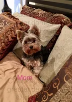 TANK “the teapot Yorkie”, a male Yorkshire Terrier for sale in Greensboro, NC – 3 of 3