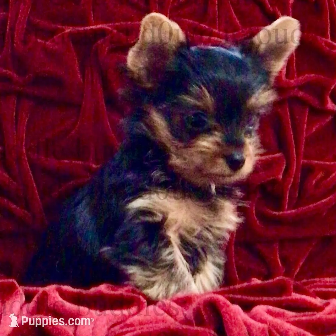 Teacup Yorkie Tiny Teddy, a male Yorkshire Terrier for sale in Greensboro, NC – Photo 2 of 4