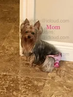 Teacup Yorkie Tiny Teddy, a male Yorkshire Terrier for sale in Greensboro, NC – Photo 3 of 4