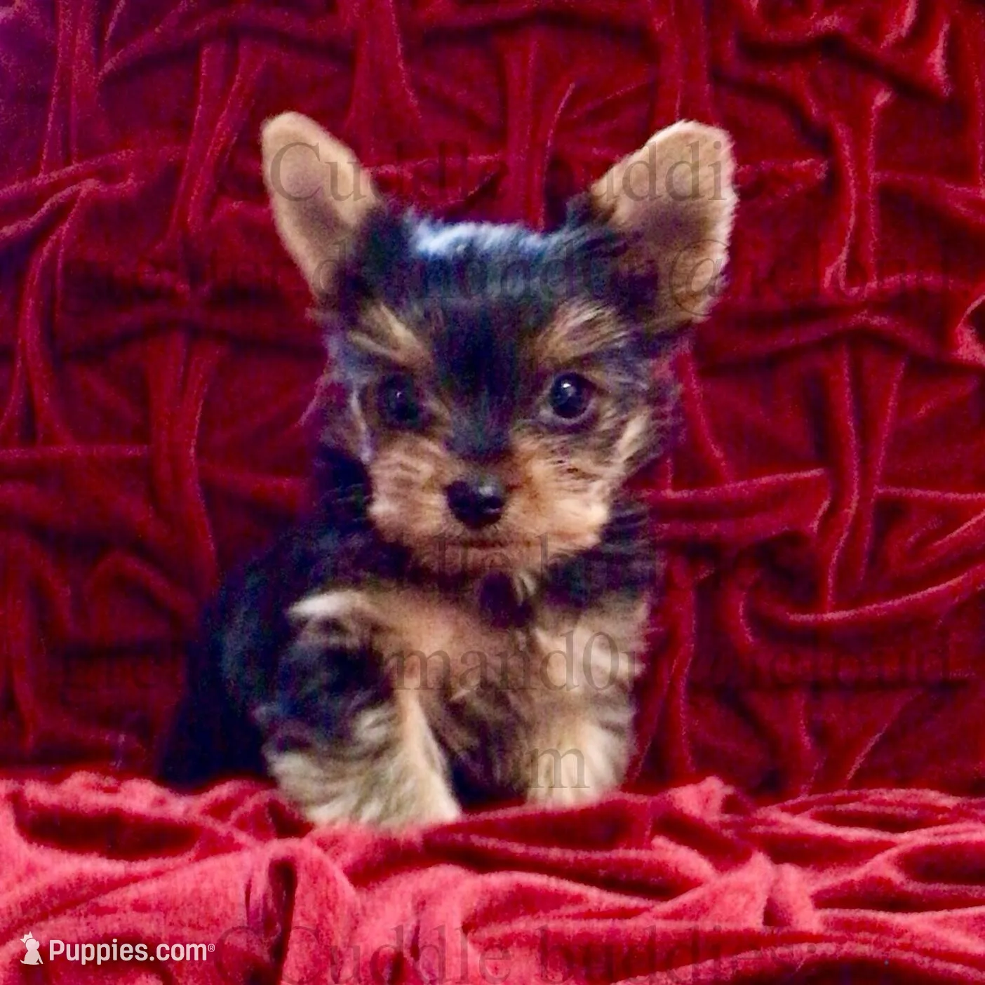 Teacup Yorkie Tiny Teddy
