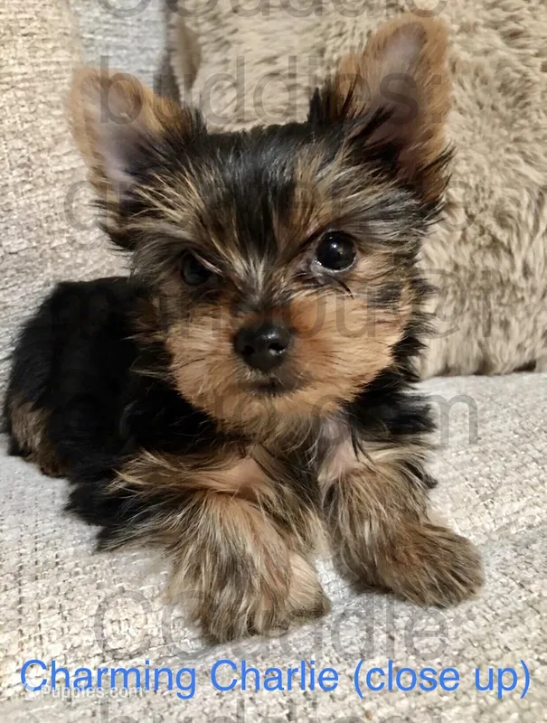 Teacup Yorkie Charming Charlie – Yorkshire Terrier puppy for sale in Greensboro, NC