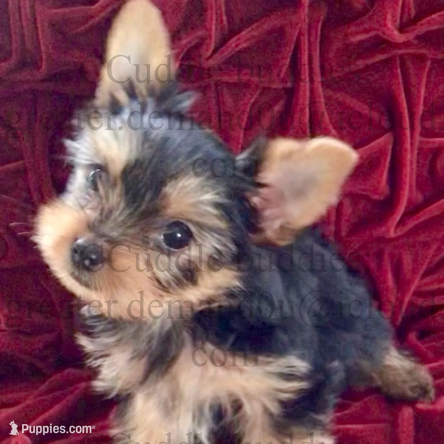 Teacup Yorkie Charming Charlie, a male Yorkshire Terrier for sale in Greensboro, NC – Photo 2 of 4