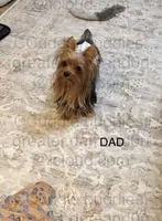 Gorgeous small traditional male yorkie baby, a male Yorkshire Terrier for sale in Greensboro, NC – Photo 3 of 3