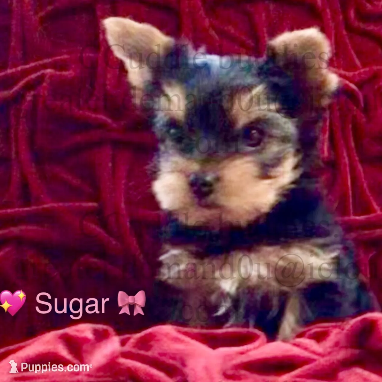 Sugar, a female Yorkshire Terrier for sale in Greensboro, NC – Photo 2 of 4