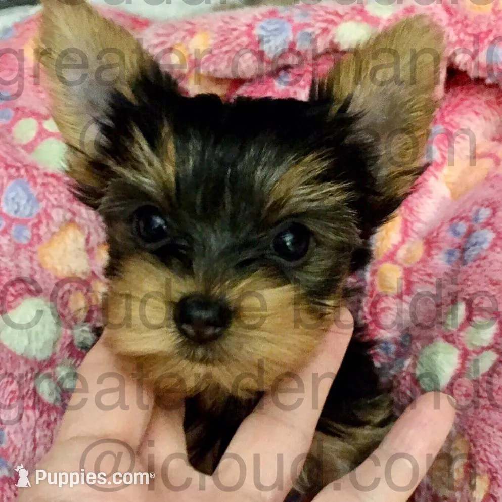 Teacup Yorkie Sweet as Sugar
