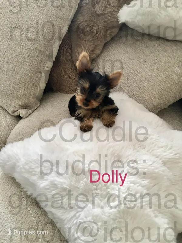 Tiny Yorkie Dolly