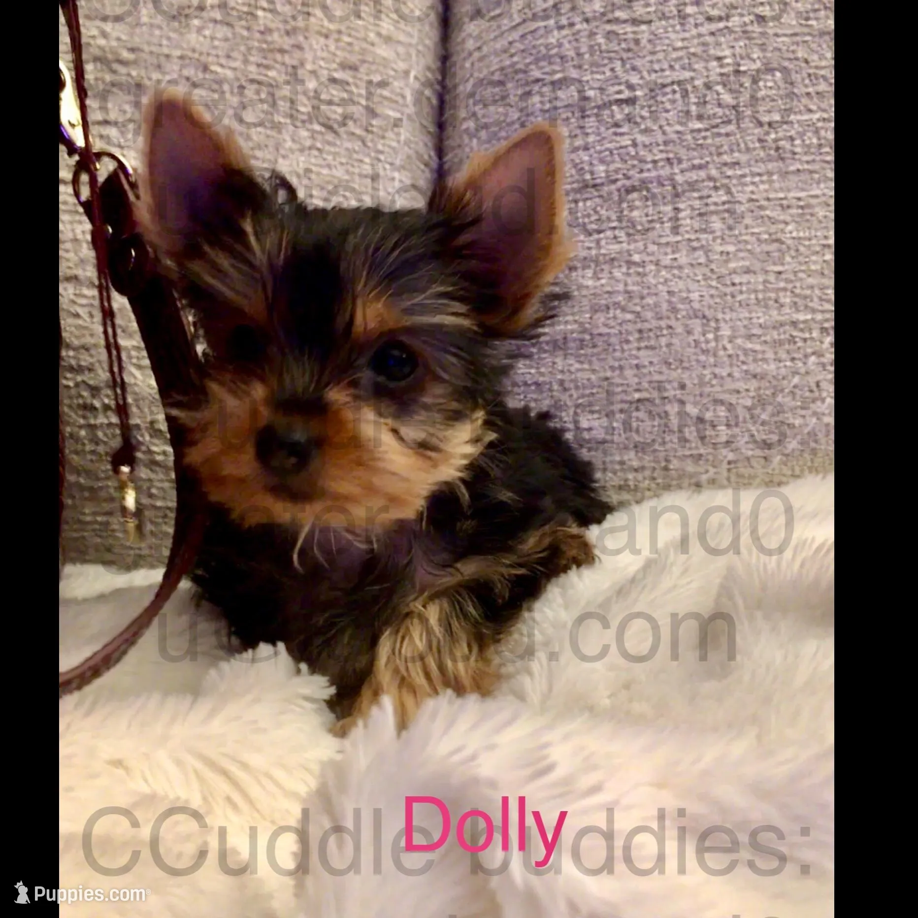 Tiny Yorkie Dolly – Yorkshire Terrier puppy on hold in Greensboro, NC