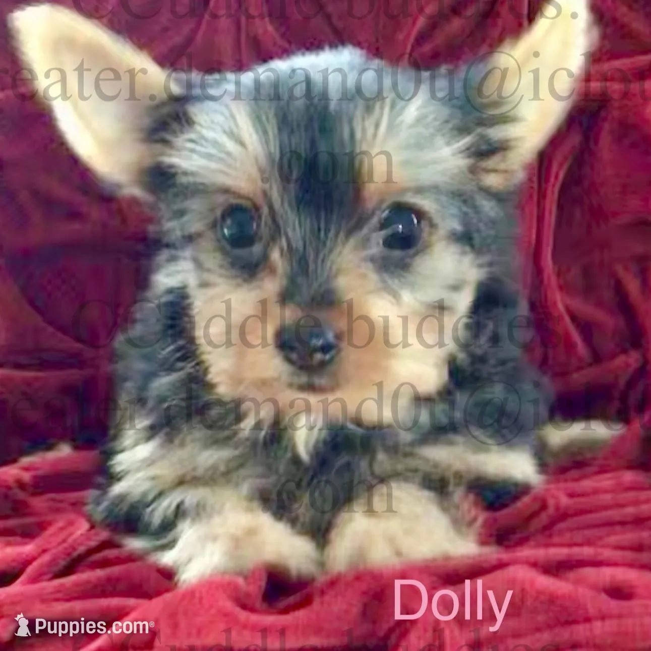 Tiny Yorkie Dolly