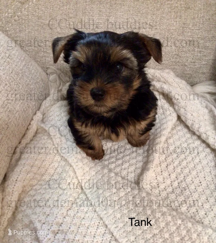 TANK “the teapot Yorkie” – Yorkshire Terrier puppy for sale in Greensboro, NC