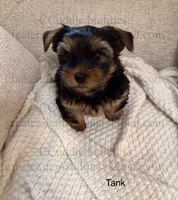 TANK “the teapot Yorkie”, a male Yorkshire Terrier for sale in Greensboro, NC – 1 of 3