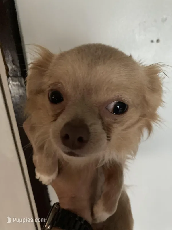 Sisco long hair – Chihuahua puppy for sale in Seymour, IN