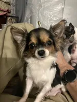 Grace, a female Chihuahua for sale in Seymour, IN – Photo 2 of 2