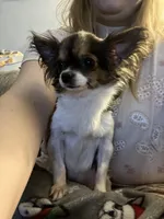 Grace, a female Chihuahua for sale in Seymour, IN – Photo 1 of 2